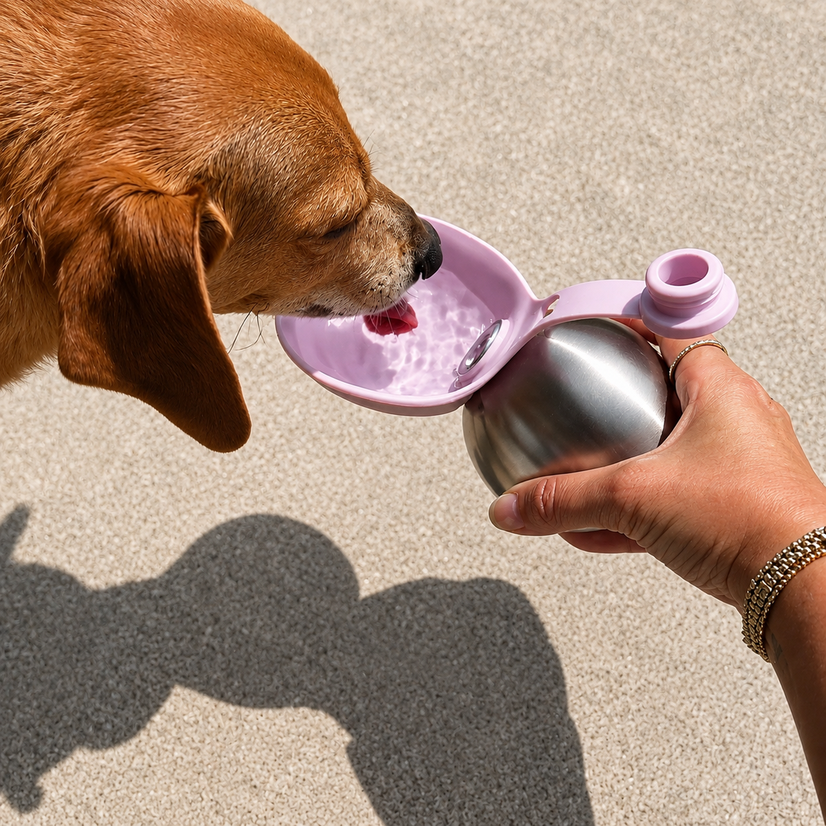 Golden Retriever drinking water from the Caniora Portable Water Bottle fold-out bowl, held outdoors