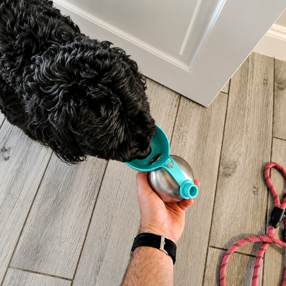 Dog drinking from the Caniora Portable Water Bottle fold-out bowl indoors